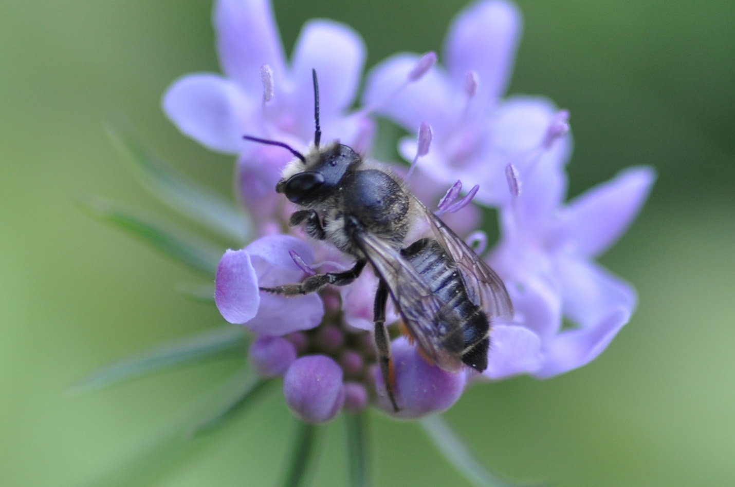 Megachile sp., Apidae Megachilinae